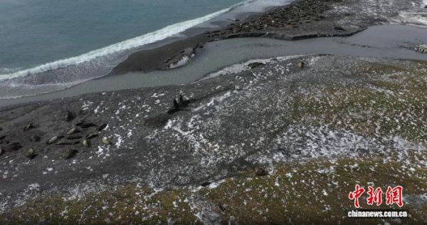 米牛金融 国际最新研究：世界最大南象海豹繁殖种群或因禽流感减半